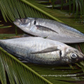 Jack Mackerel Frozen Horse Mackerel Exporters